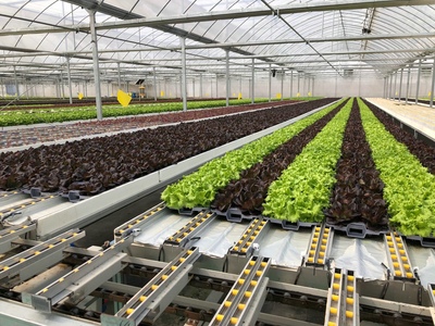 孫橋農(nóng)業(yè)智能化蔬菜工廠建設(shè)圓滿完工，苗木產(chǎn)業(yè)邁向新紀(jì)元
